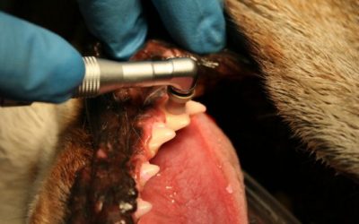 What Happens When My Pet Gets a Dental?