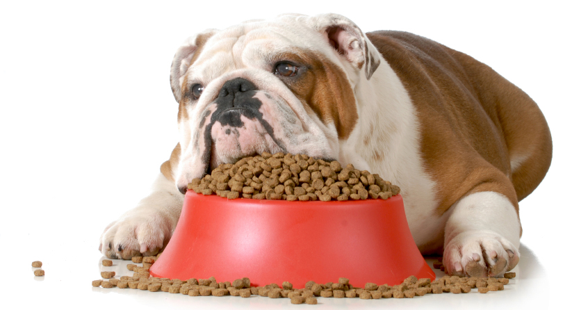 What to do when your pet stops eating