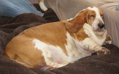 Is your pet overweight? This might be why!