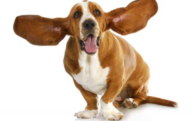 All Ear Problems Are Not Internal