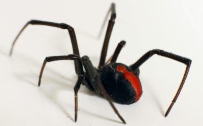 Has my pet been bitten by a Red Back spider?