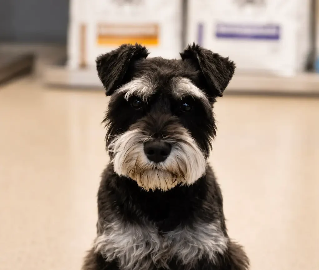 professional dog grooming and hydrobath in bundaberg