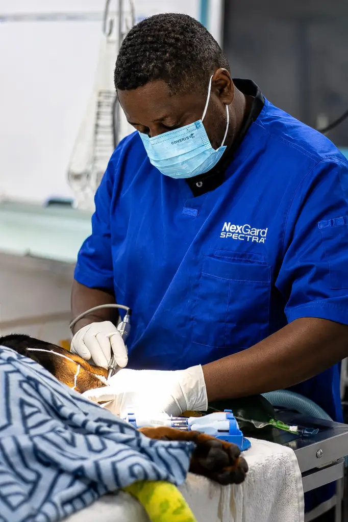 Pet Surgery in Bundaberg for Dogs and Cats