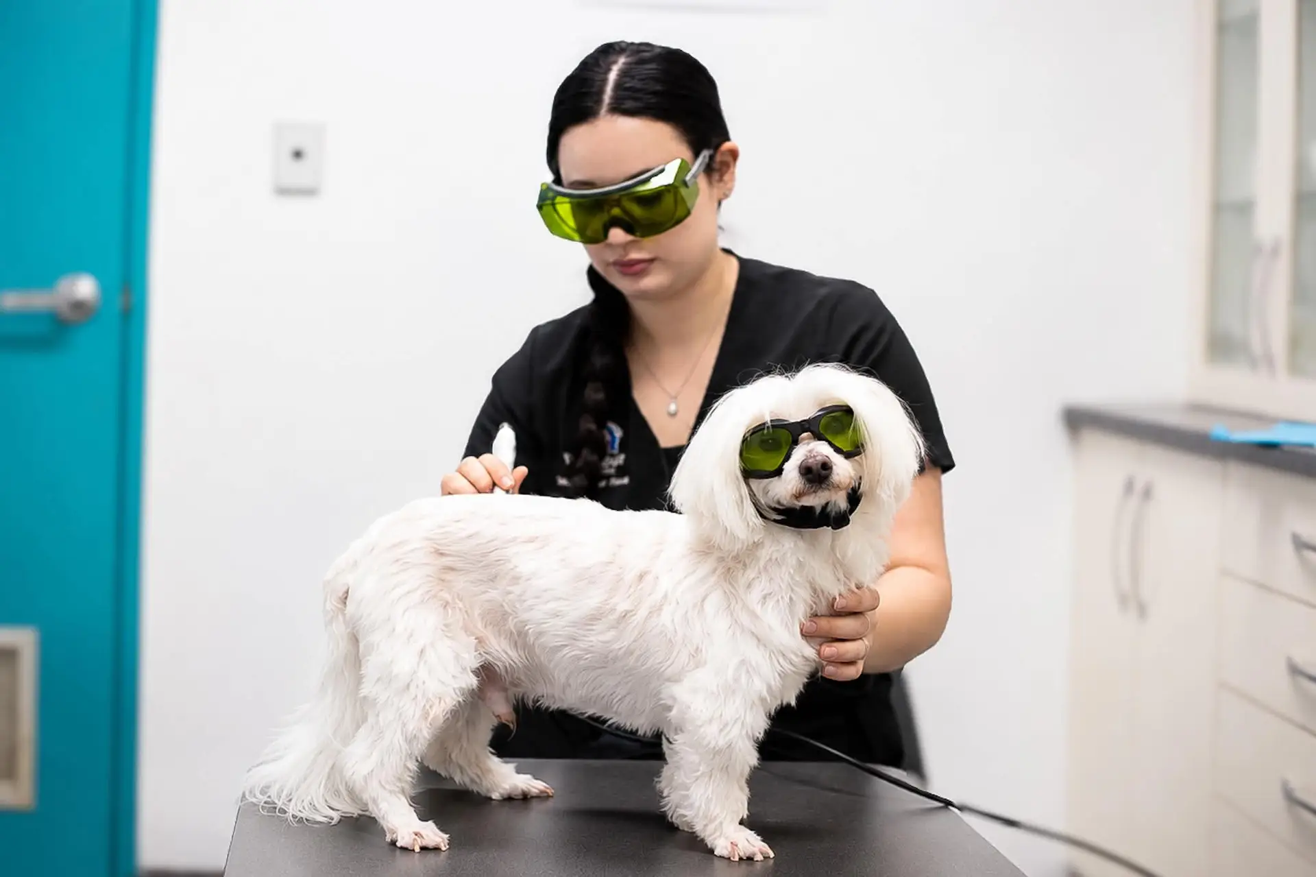 caring for senior pets bundaberg
