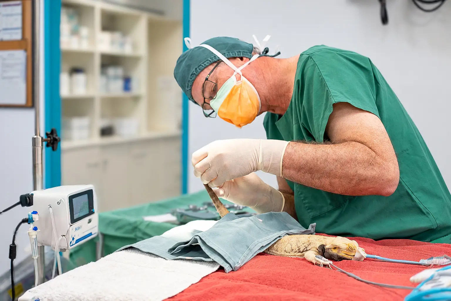 lizard surgery vets bundaberg