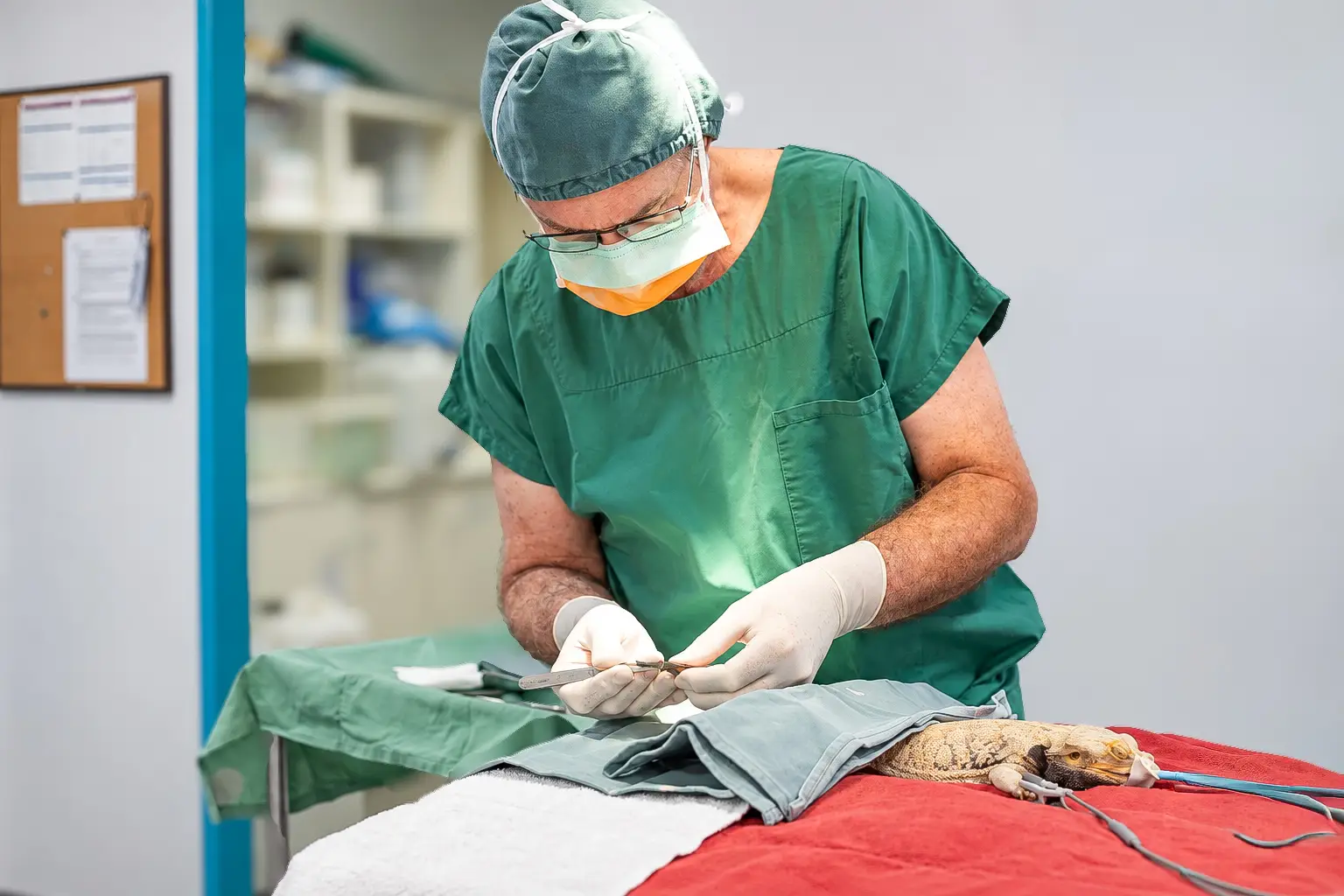 animal surgery bundaberg