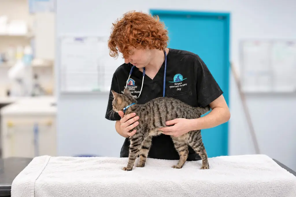 caring for your cats and kittens with regular checkups in bundaberg