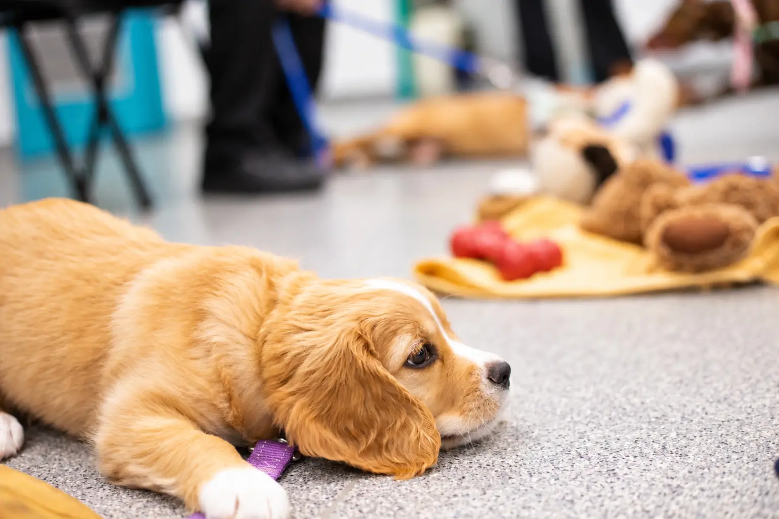 puppy training school in bundaberg