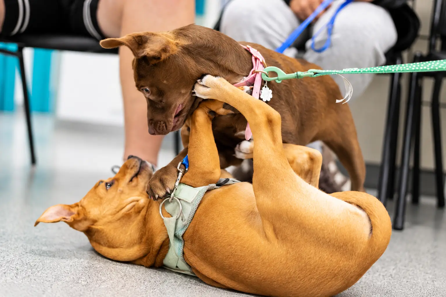 puppy play time puppy school bundy