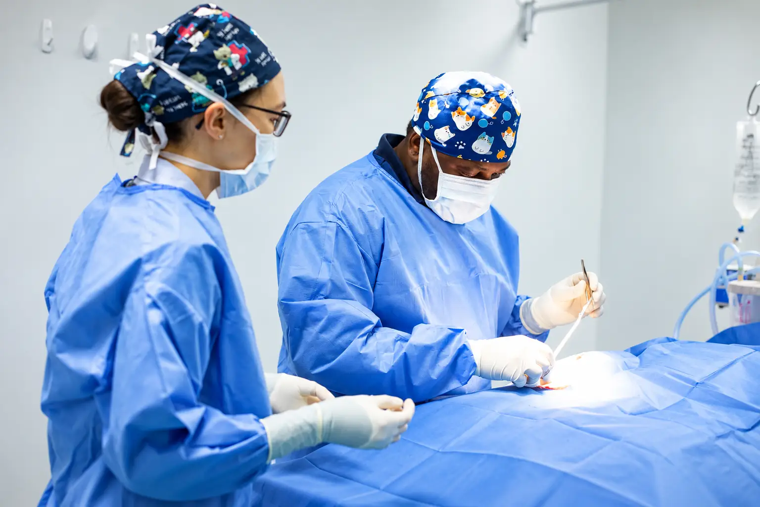 Affordable Pet Surgery in Bundaberg