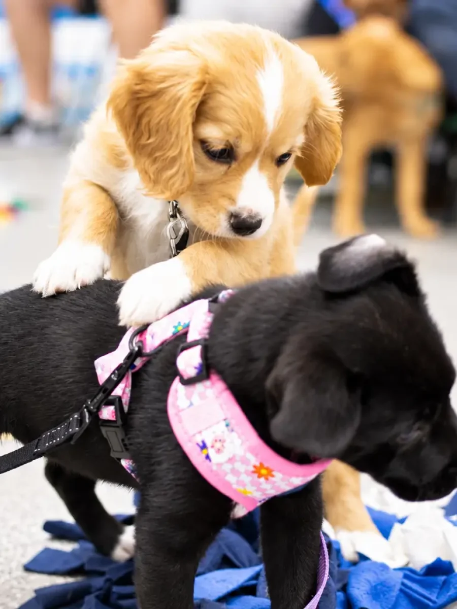 puppy training classes located in bundaberg