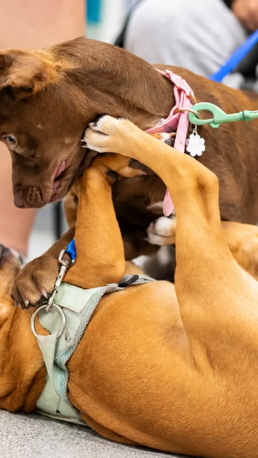 puppy play time puppy school bundy